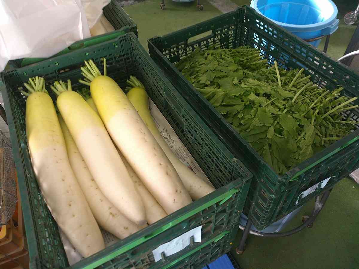 11.18地場大根